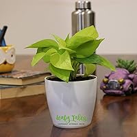 Leafy Tales Golden Money Plant Live Plant in White Plastic Pot (Neon Leaves) | Air Purifying Indoor Plant