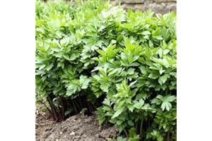 HAPPY GREEN SHOP Herb Lovage - 400 Seeds + Plant tag + Freebie - Levisticum Officinale - Home Growing Herbs All Year, Green