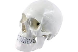 ERWEI ERWEY Crâne Anatomique Humain, Modèle pour l'Anatomie de l'Enseignement, 3 Pièces, Taille Réelle (Blanc)
