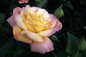 BAUMSCHULE MÜLLER Müllers Edelrose 'Gloria Dei', Buschrose, wurzelnackt, gesund und reichblühend, Wuchshöhe 80-150 cm, inkl. Pflanz- und Pflegeanleitung