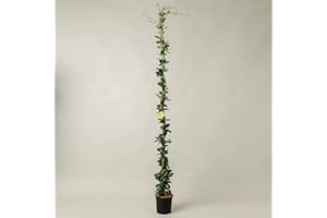 Plantì GELSOMINO RINCOSPERMUN in vaso da 19cm ed altezza 180cm. Piante da giardino Gelsomino rampicante, piante da esterno vere e piante rampicanti da esterno. 6 mesi di concimazione con Plantì.