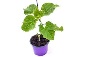 ‎FLORAPARTNER veredelte Zucker-Melone "Anasta" Melonenpflanze