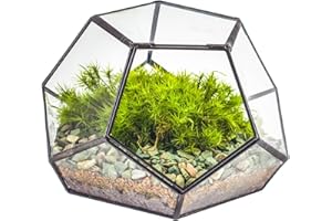 NCYP 18x18x12 cm Petit Terrarium géométrique en Verre avec Porte, Pot de Fleurs à Fermeture pentagone Noir pour Plantes succulentes, Décoration de Table Fait à la Main (Terrarium Uniquement)