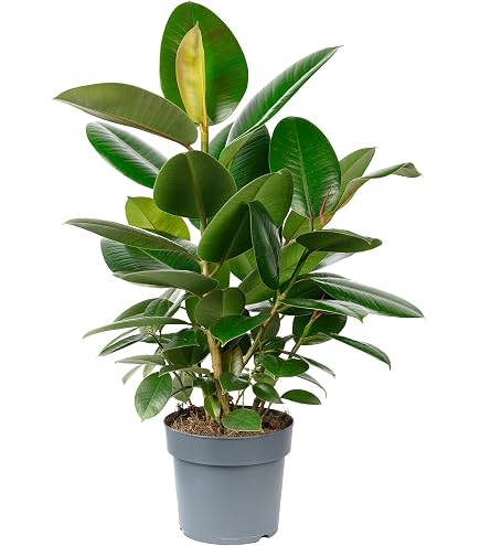 Zimmerpflanze fr Wohnraum oder Bro  Ficus elastica variegata  bunter  Gummibaum. Hhe ca. 30 cm : Amazon.de: Garten