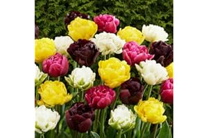 ‎DUTCH BULBS EXCLUSIVE PLANTS FROM HOLLAND Tulpenzwiebeln Winterhart Mehrjährig - Doppelt Blühend Frühlings Mix - 25 Blumenzwiebeln - Pflanzen aus Holland - Zwiebeln für Garten, Töpfe und Balkon (große Knollen, kein Samen, nicht künstlich)