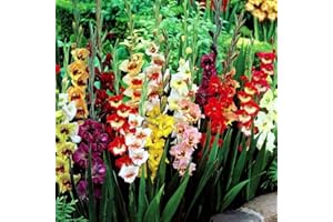 40 x Gladioli Bulbs Large Flowering Mixed Rainbow Colour Collection - Colourful Summer Flowering Bulbs for Gardens - Ready to Plant - by Woodland bulbs® (Free UK P&P)