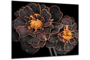 TMK ARTDEKO TMK | Piastra di copertura per fornelli, 60 x 52 cm, pezzo unico in vetro, per piano cottura a induzione, protezione da schizzi, piano di vetro, tagliere, nero fiore