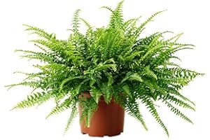 CARBETH PLANTS Boston Fern 'Green Lady' - Nephrolepis Exaltata in a 12cm Pot - Bushy Indoor Plant Gift