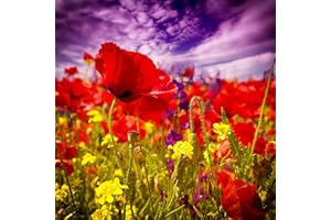 Jm-Déco Stickers boite aux lettres Coquelicots 28x28 cm -11010