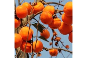 Benoon Semi di cachi, 30 pezzi/borsa semi di frutta deliziosi semi di fiori di piante di cachi non OGM facili da piantare per esterno Persimmon Seeds
