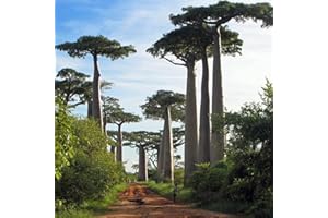 LAMPHLE 200 Pz Baobab Pianta Perenne Semi di Albero Giardino Cortile Strada Campo Decorazione Esterna Fiore Albero da Frutto Semi di Ortaggi Semi di Baobab 200 pezzi