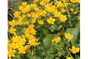 WASSERPFLANZEN WOLFF - Caltha palustris - Sumpfdotterblume, gelb - winterhart - heimisch - QUALITÄTSSTAUDE durchwurzelt im 9x9 cm Topf