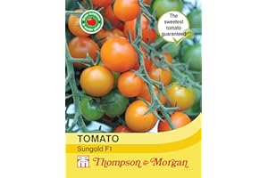 Thompson & Morgan - Vegetables - Tomato Sungold F1 Hybrid - 8 Seed