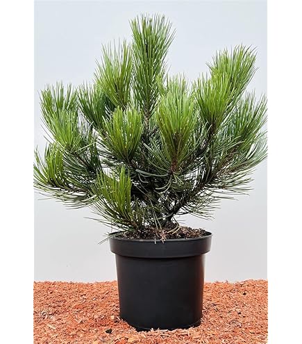 yum asia bonsai Gorgeous Juniper Bonsai