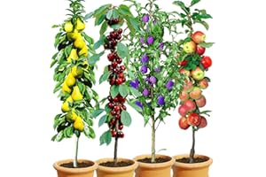 BALDUR Garten Säulen-Obst-Kollektion Birne, Kirsche, Pflaume & Apfel, 4 Pflanzen als Säule Birnbaum, Kirschbaum, Pflaumenbaum, Apfelbaum, Obstbaum-Kollektion, winterhart, platzsparende Säulen