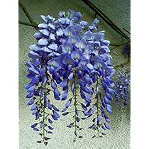 50+ Seeds- All Seasons Purple Wisteria Climbing Flowering Tree