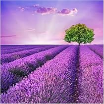 SHEGZHUC 40 x 40 cm Pintura de diamante Campo Lavanda Pintura de ...