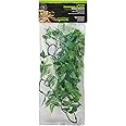 Komodo Philodendron Plant, 40 cm,Green