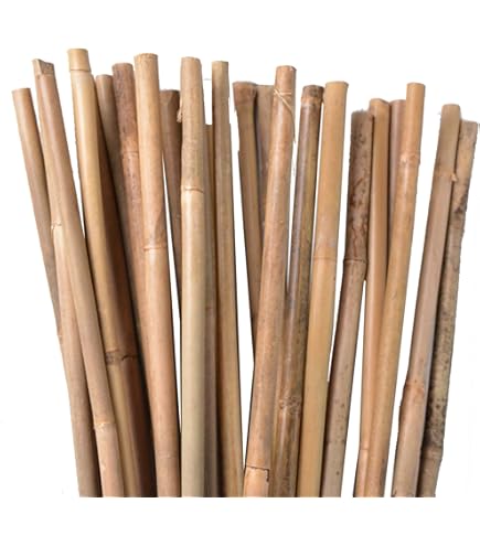 Koop je Bamboestok Tonkin 28/30 mm x 420 cm – Masters of Bamboo