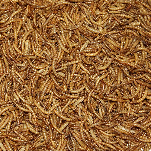 Mehlwürmer getrocknet 2 x 5 kg Sparkarton Premiumqualität - 2