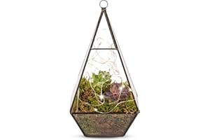 PRESTIGEFLOWERS Organic Terrarium with Succulents – Indoor Terrarium – Birthday Gift – Thank you gift -