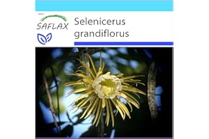 SAFLAX - Geschenk Set - Kakteen - Königin der Nacht - 40 Samen - Mit Geschenk- / Versandbox, Versandaufkleber, Geschenkkarte und Anzuchtsubstrat - Selenicerus grandiflorus