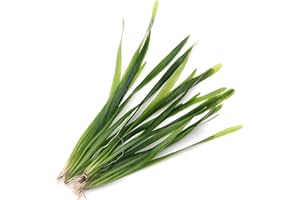 K2AQUA 5 X Vallisneria Americana Vallis Live Aquarium Plants Aquatic Grass Ideal for Freshwater Tropical Tank Aquascapes