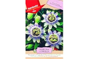 Bavicchi busta semi fiori Passiflora o Fiore della Passione