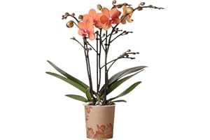 GARDENERSDREAM Orchid Phalaenopsis Kolibri Bolzano - Moth Orchid - Real Indoor House Plant - Live Plant for Living Room, Bedroom, Office - Indoor Plants Decor (9cm Pot, 30-40cm)