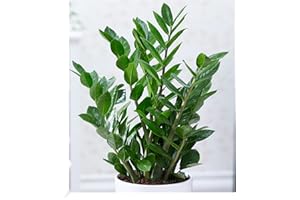BALDUR Garten Zamioculcas, 1 Plant, Lucky Feather, Zamie, Zamia Fern, Zamia Palm, Easy-Care Indoor Plant, Green Plant, Perennial - Keep Frost-Free, Zamioculcas zamiifolia