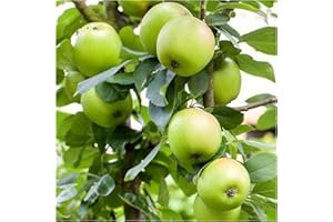 Greensleeves Self-Fertile Apple Tree 3-4ft Ready to Fruit, in a 6L Pot 3fatpigs®