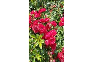 GENERIC Rosa 'The Fairy Rouge' / Rosier Couvre-sol 'The Fairy Rouge' / Godet