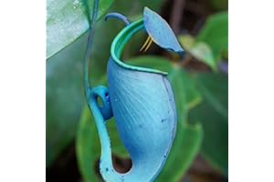 TOYHEART 50 Stück Premium Blumensamen, Nepenthes Samen Dekorative Tropische Mit Beutel Fleischfressende Pflanzen Samen Für Zu Hause Blau