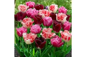 DUTCH BULBS EXCLUSIVE PLANTS FROM HOLLAND Tulipes Bulbes Rose et Rouge Collection - 25 Bulbes de Fleurs à Planter Exterieur - Plantes Vivaces Exterieur - Rustique - Naturelle Plantes de Hollande (pas de graines, non artificielle)