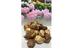 20 Double Early Tulip “Peach Blossom” Bulbs Dwarf Ideal for Rockery &Tubs Hardy Perennial : - by GARTHWAITE NURSERIES® : - UK Stockist