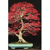 Dashing Look Bonsai Ağaci Tohumu 5 Adet TH-2022dshnglkthm203