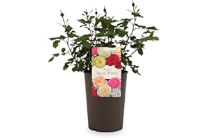 GREENBROKERS Beautiful Peach Orange Gift Rose - " For a Special Friend" - Gift Wrap Included | Modern Garden Hybrid Bush Rose - 3L Potted Floral Flowers