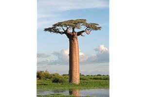 5 Adansonia grandidieri graines, les baobabs, Grandidier géant Graines Baobab