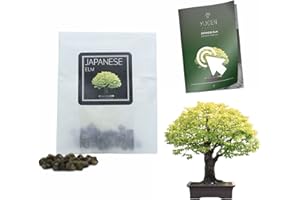 YUGEN BONSAI 30 Japanese Elm Bonsai Seeds | Zelkova Serrata | Growing Guide | Grow Your Own Bonsai Tree | Bonsai Beginners and Enthusiasts
