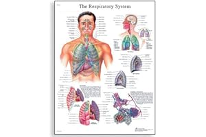 3B Scientific VR1322UU Human Anatomy - The Respiratory System Chart, Paper Version, unlaminated, 50.00 x 67.00 cms