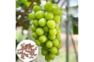 Luojuny Graines de Raisin, 100 Pcs Graines de Fruits Doux Productif Jardin Extérieur Shine-Muscat Graines de Plantation de Raisin pour la Maison Des graines