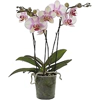Phalaenopsis multiflora"MyMonro Make-up" | Schmetterlingsorchidee | Weiß-rosa Blüte | Höhe 45-55 cm | Topf-Ø 12 cm