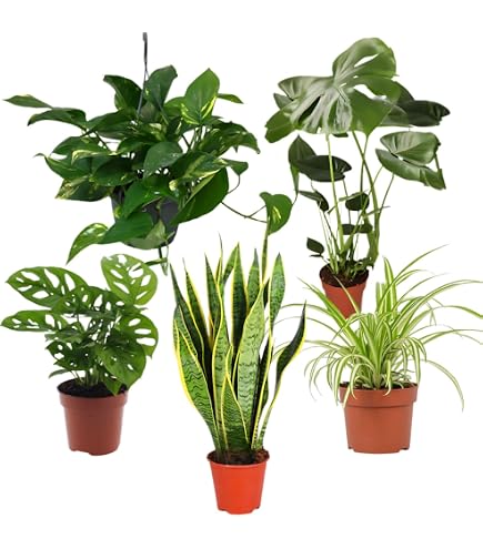 kaktus kaufen essen Kaktusblätter Nopales kaufen main image 1