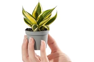 GARDENERSDREAM Baby Birds Nest Snake Plant - Sansevieria Golden Hahnii Small Potted Houseplant Gift for Indoor Home Office Kitchen Living Room