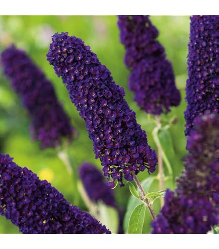 Buddleja davi. Wisteria Lane 25-30 cm Schmetterlingsflieder Sommerflieder -  Fliederspeer : Amazon.de: Garten