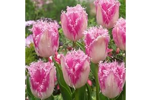 BOTANICAL BLISS 6 Tulip Huis Ten Bosch Bulbs - Late Blooming Perennial with Cheerful Sugary Pink Fringed Flowers - Ideal for Your Patio or Landscape - Hand Selected for Optimal Growth in The UK Climate