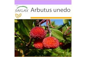 SAFLAX - Arbousier - 50 graines - Arbutus unedo