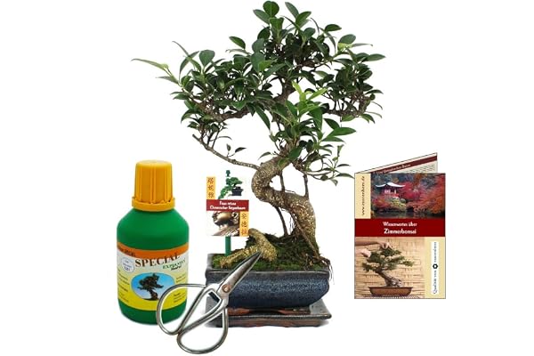 Coffret Bonsaï Bonsaï"Ficus" - Figuier chinois - ca. 6 ans - set débutant