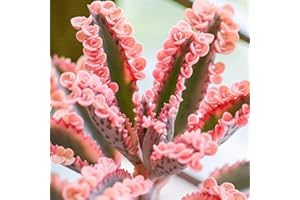 Carbeth Plants 1 x Kalanchoe Pink Butterfly Succulent Indoor Plant in 8.5cm Pot - Rare Mother of Thousands Houseplant with Striking Pink Plantlets - Easy Care House Plant for Home or Office