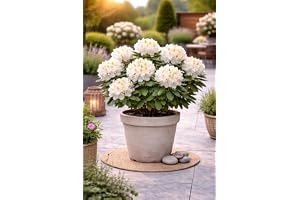 Rhododendron Cunningham's White 15–20 cm, vitblommande, vinterhärdig och vintergrön, kompakt dekorativ buske för trädgård, ba